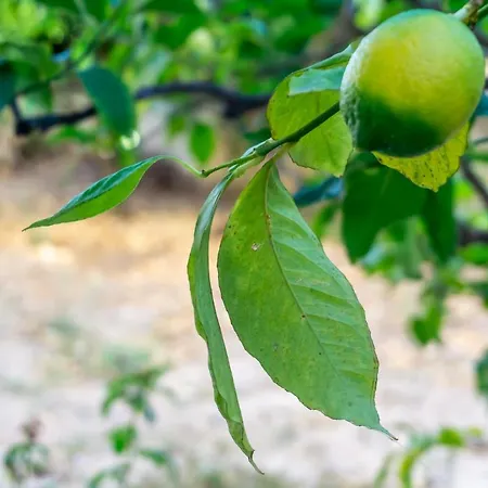 Mema's Tranquil In パトラ