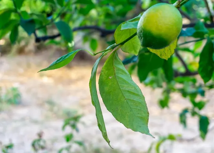 Mema's Tranquil In Patras
